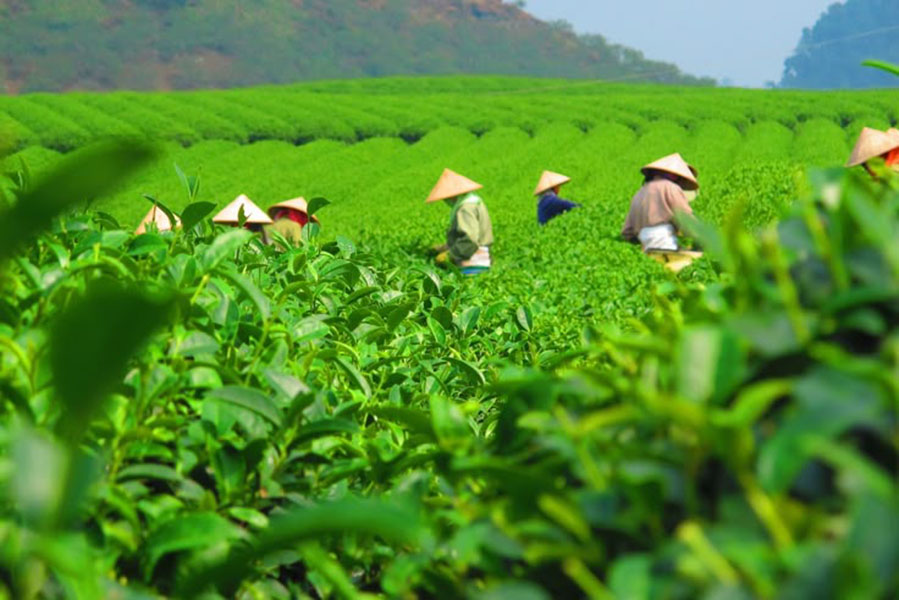 5 công dụng tuyệt vời của trà thái nguyên bạn chưa biết!