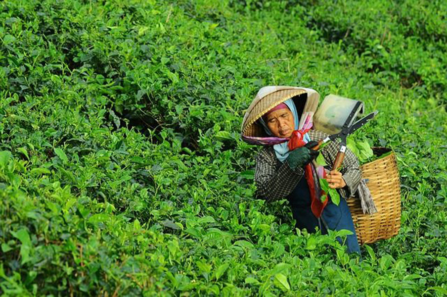 5 công dụng tuyệt vời của trà thái nguyên bạn chưa biết!