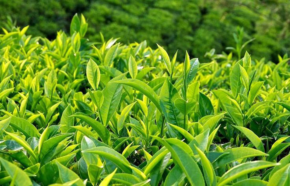 Chè thái nguyên: Tác dụng tuyệt vời cho sức khỏe bạn nên biết! Chè thái nguyên: Tác dụng tuyệt vời cho sức khỏe bạn nên biết!