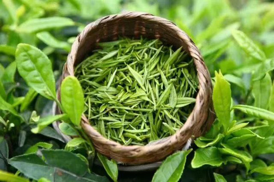 Chè thái nguyên: Tác dụng tuyệt vời cho sức khỏe bạn nên biết! Chè thái nguyên: Tác dụng tuyệt vời cho sức khỏe bạn nên biết!