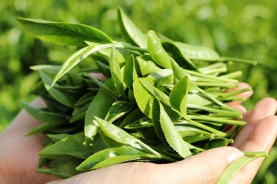 Tại sao chè Thái Nguyên lại ngon nhất? Tại sao chè Thái Nguyên lại ngon nhất?