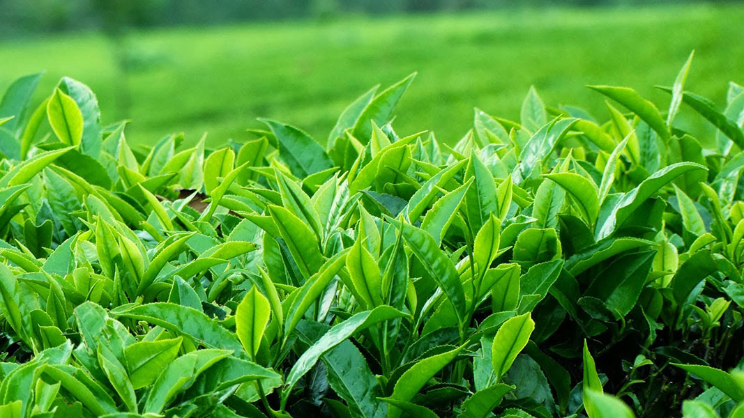 Tại sao chè Thái Nguyên lại ngon nhất?